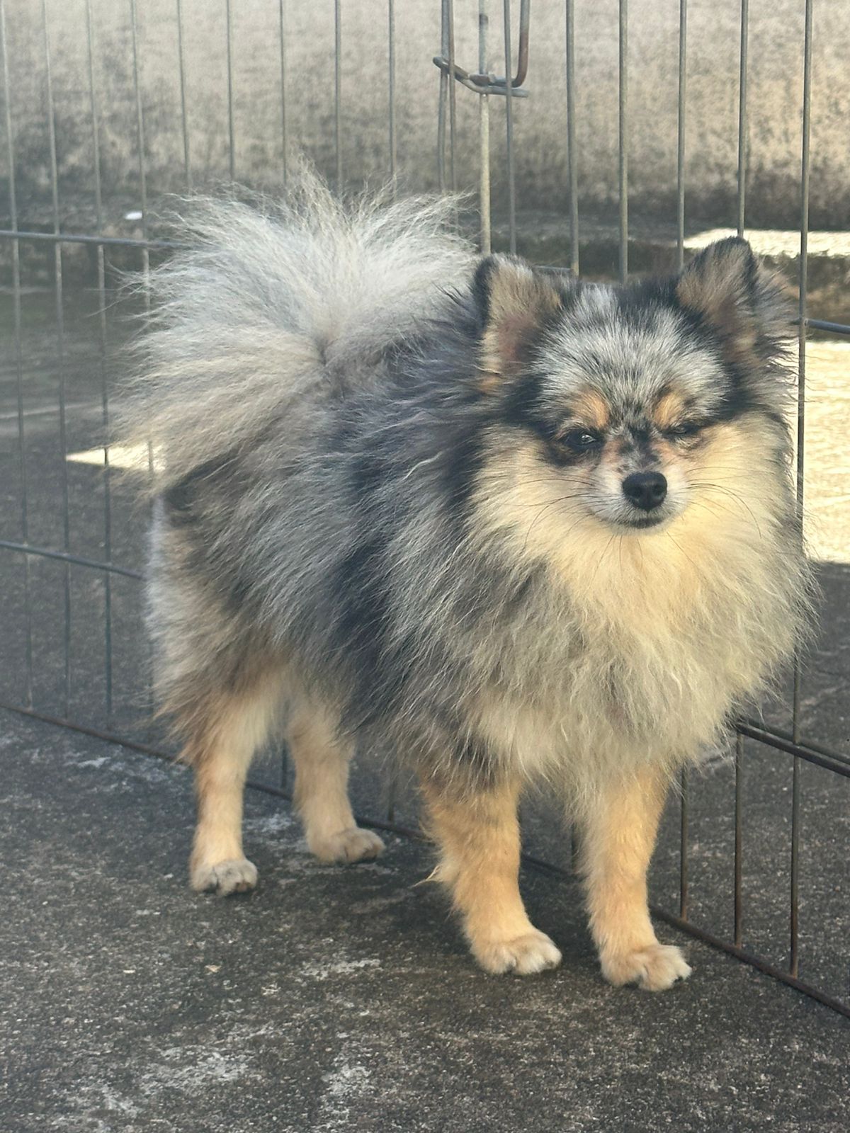 Leo