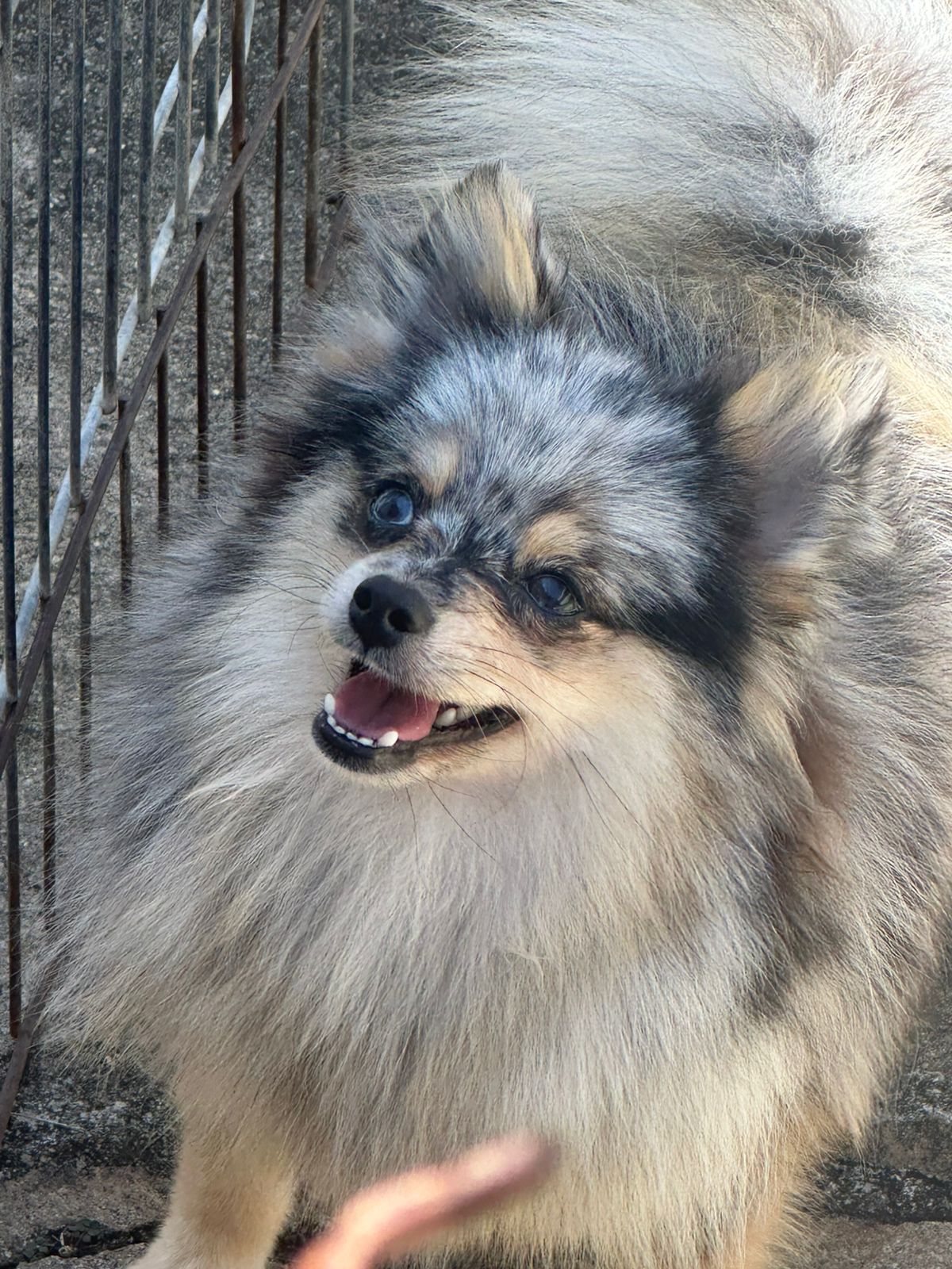 Leo