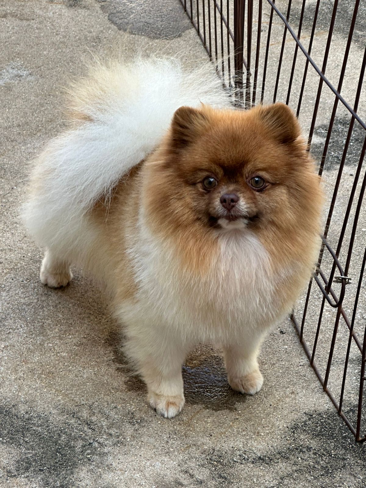 Nescau